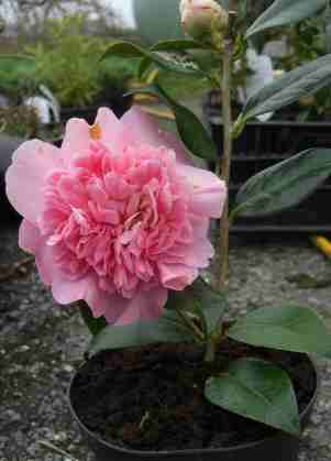 Camellia Pink Peony double flowers hardy mail order shrubs plants trees acid plants acid soil